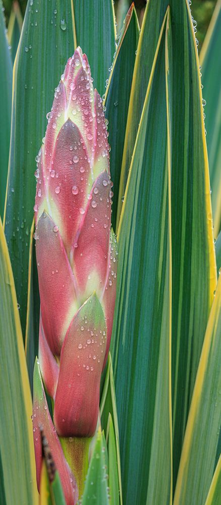 USA, Washington State, Seabeck. Close-up of bud on yucca plant.